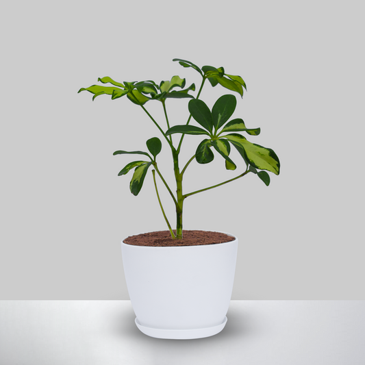 Schefflera Variegated Plant With Pot