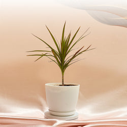 Dracaena Marginata Plant With Pot