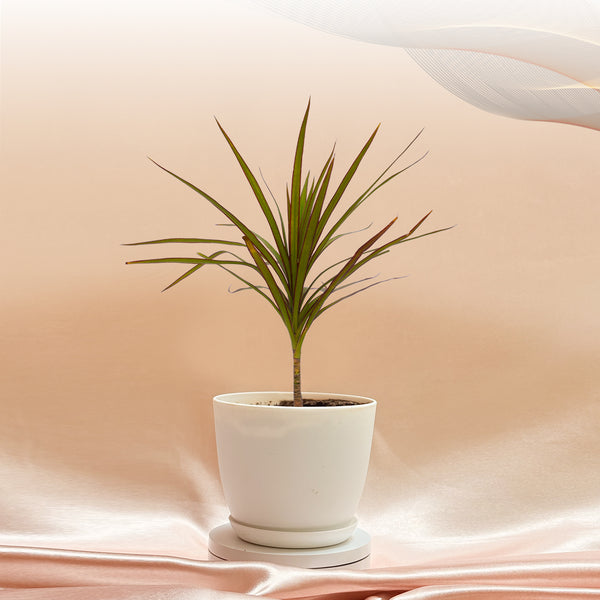 Dracaena Marginata Plant With Pot