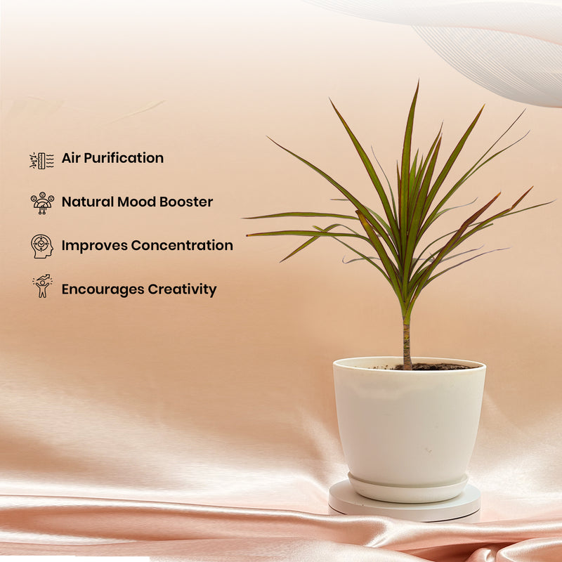 Dracaena Marginata Plant With Pot