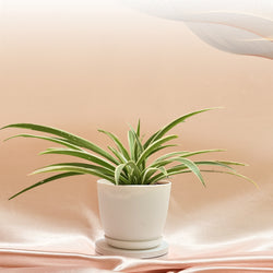 Spider Plant With Pot