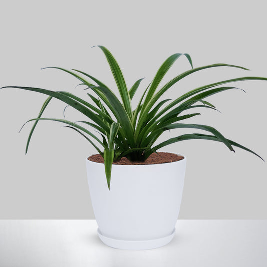 Spider Plant With Pot