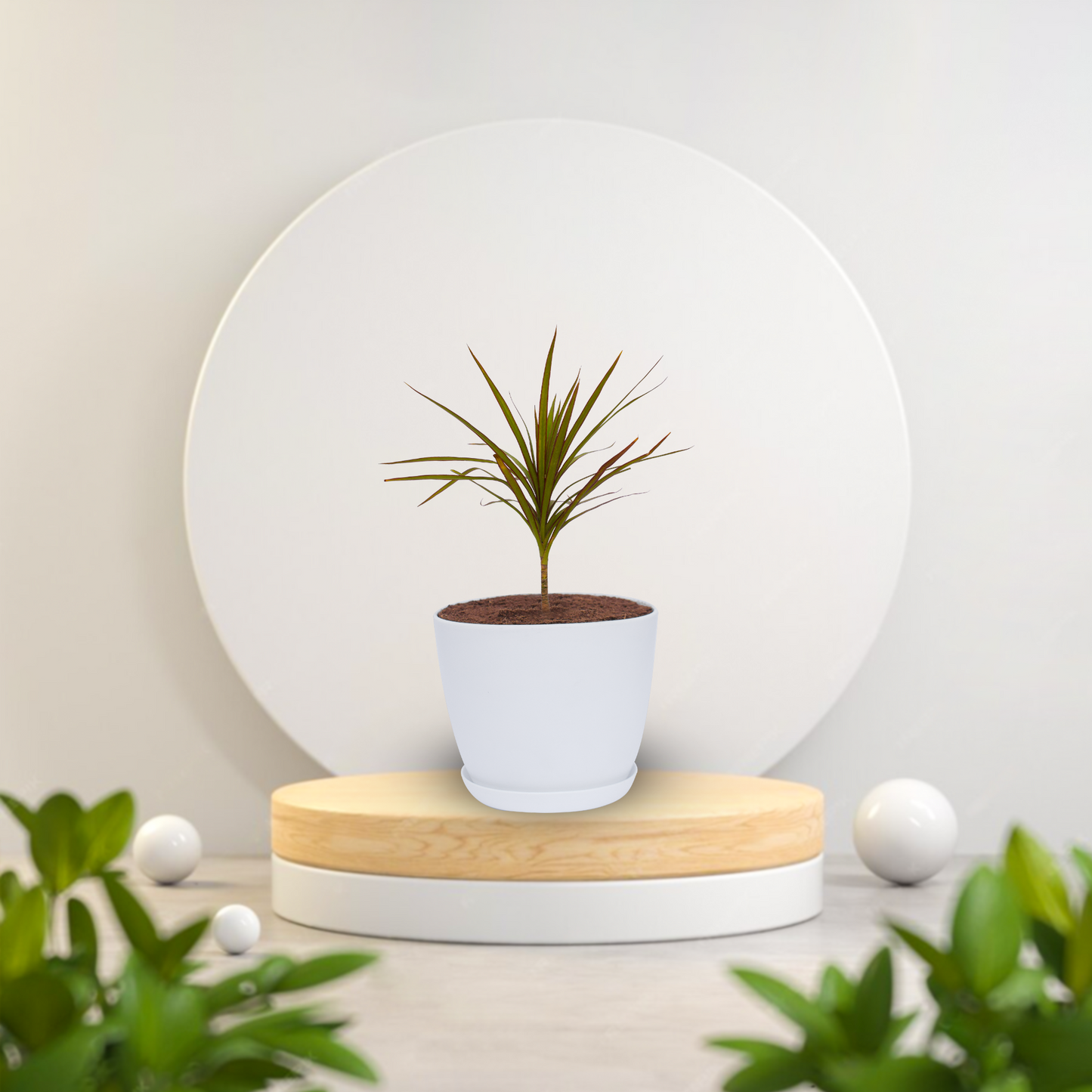 Dracaena Marginata Plant With Pot