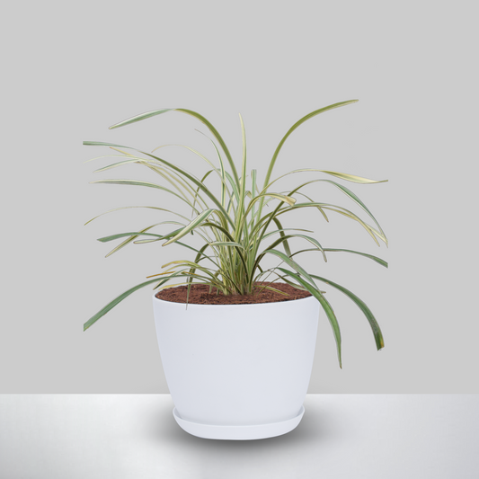 Ribbon Grass Plant With Pot