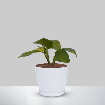 Money plant With Pot