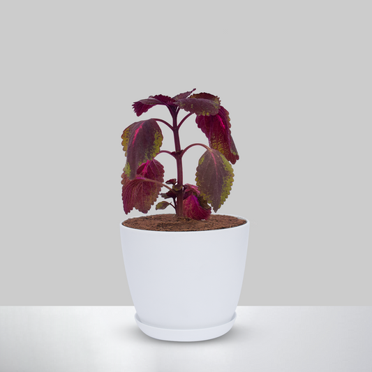 Coleus Plant With Pot