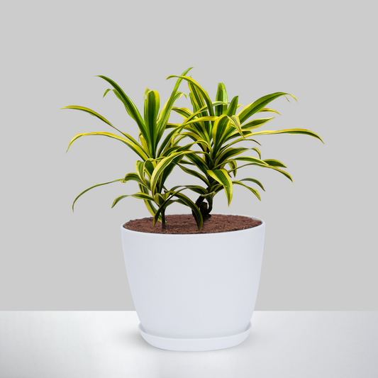 Dracaena Reflexa/ Song Of India With Pot