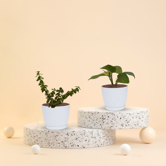 Set of 2 - Jade Plant & Money Plant With Pot