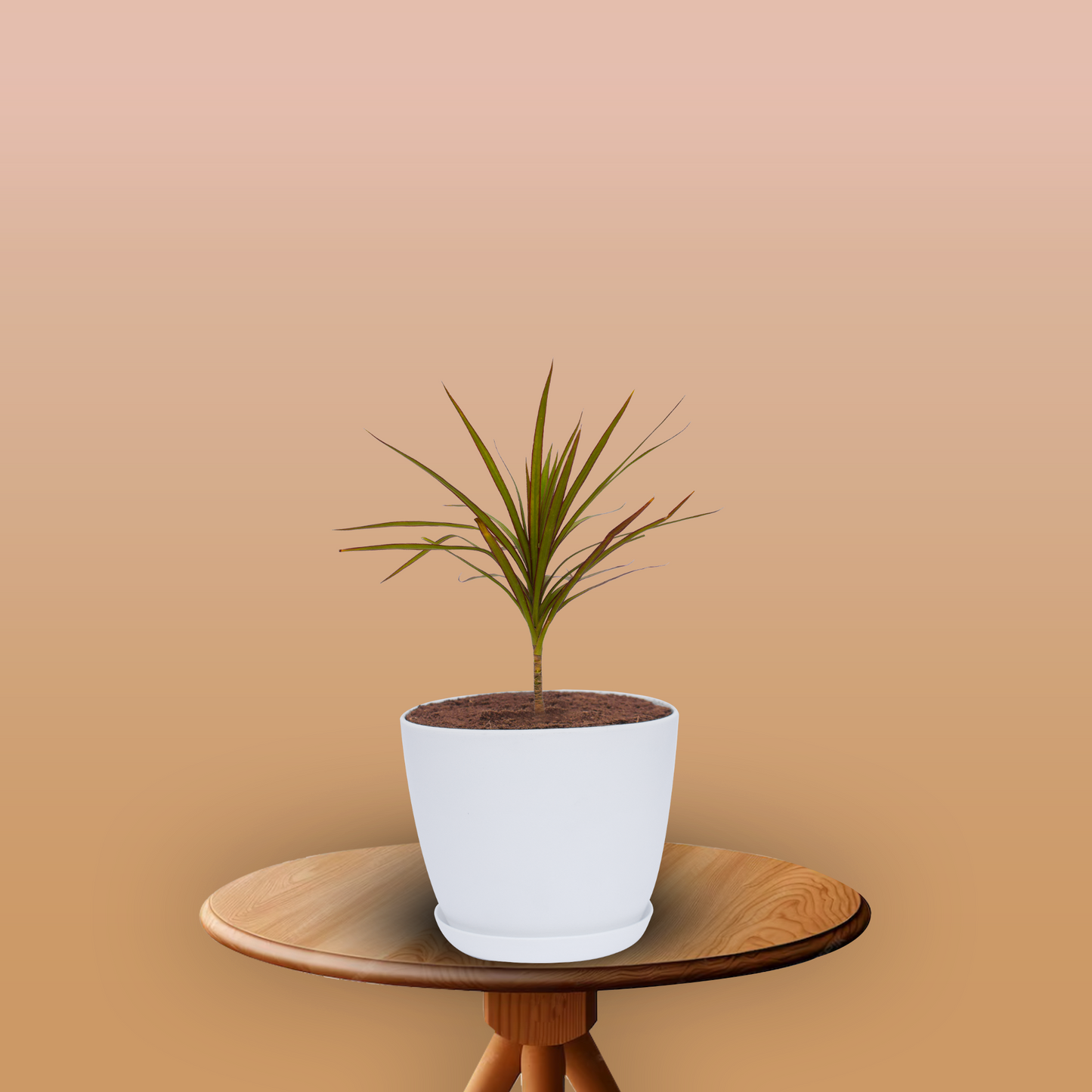 Dracaena Marginata Plant With Pot