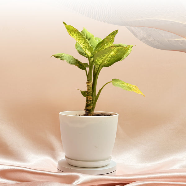 Dumb Cane Plant With Pot