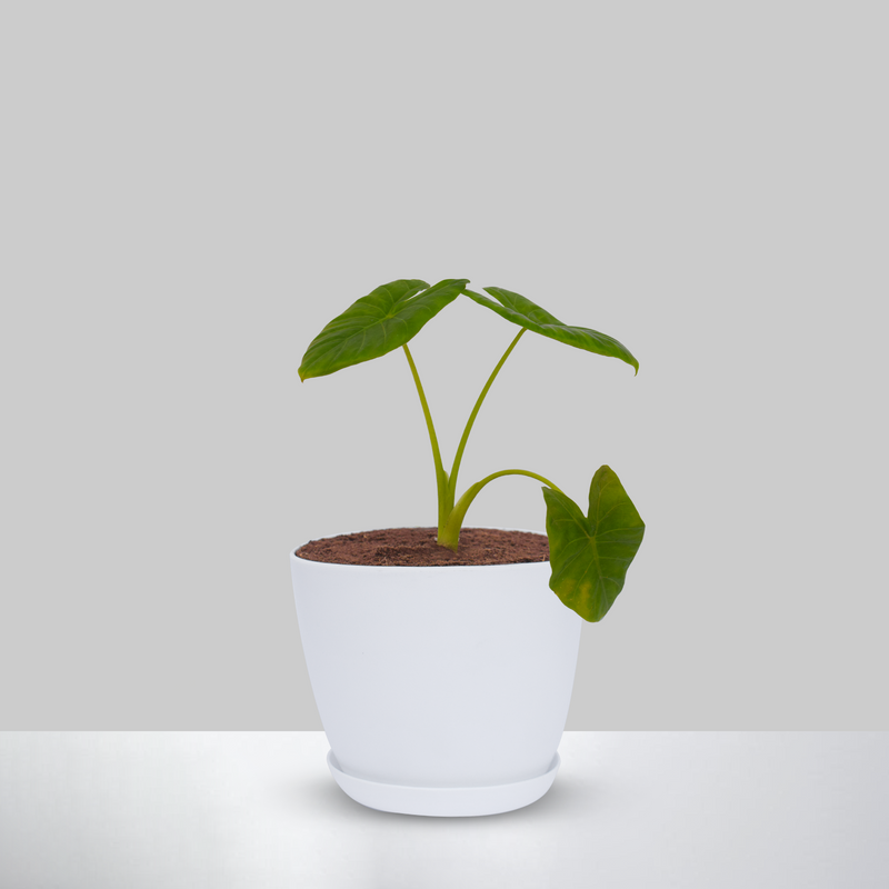 Elephant Ears Plant With Pot