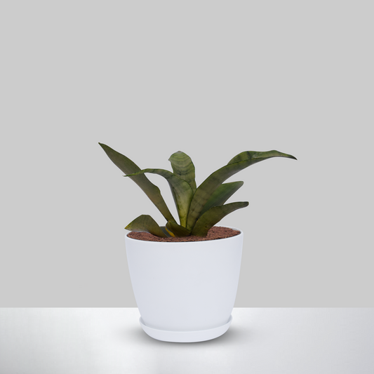 Sansevieria Moonshine Snake Plant With Pot