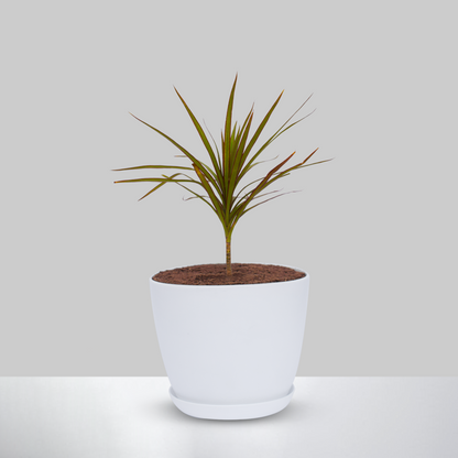 Dracaena Marginata Plant With Pot