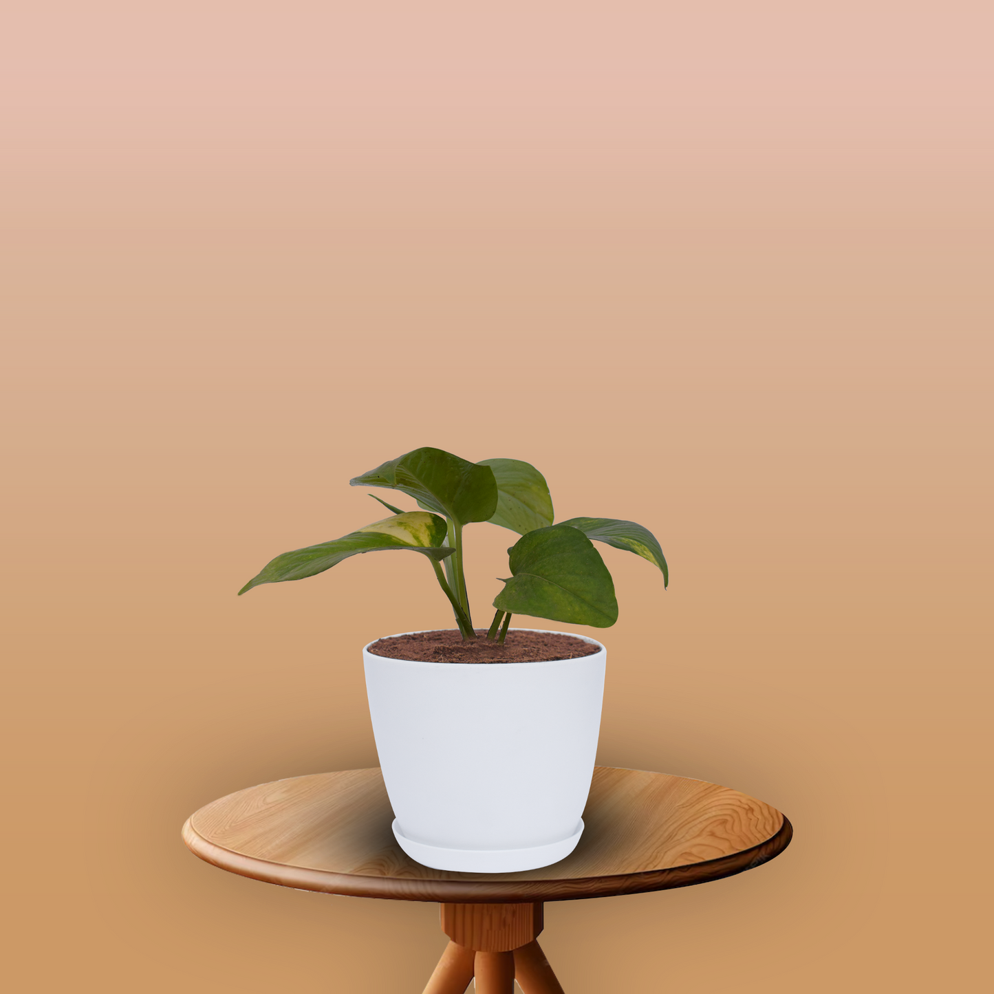 Money plant With Pot