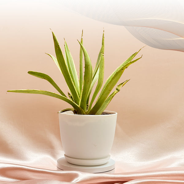 Agave Plant With Pot