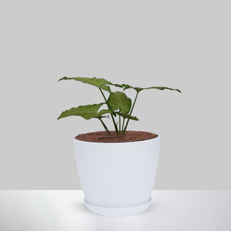 Syngonium white butterfly plant With Pot