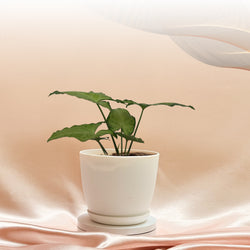 Syngonium white butterfly plant With Pot