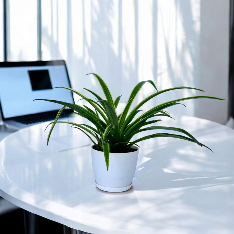 Spider Plant With Pot