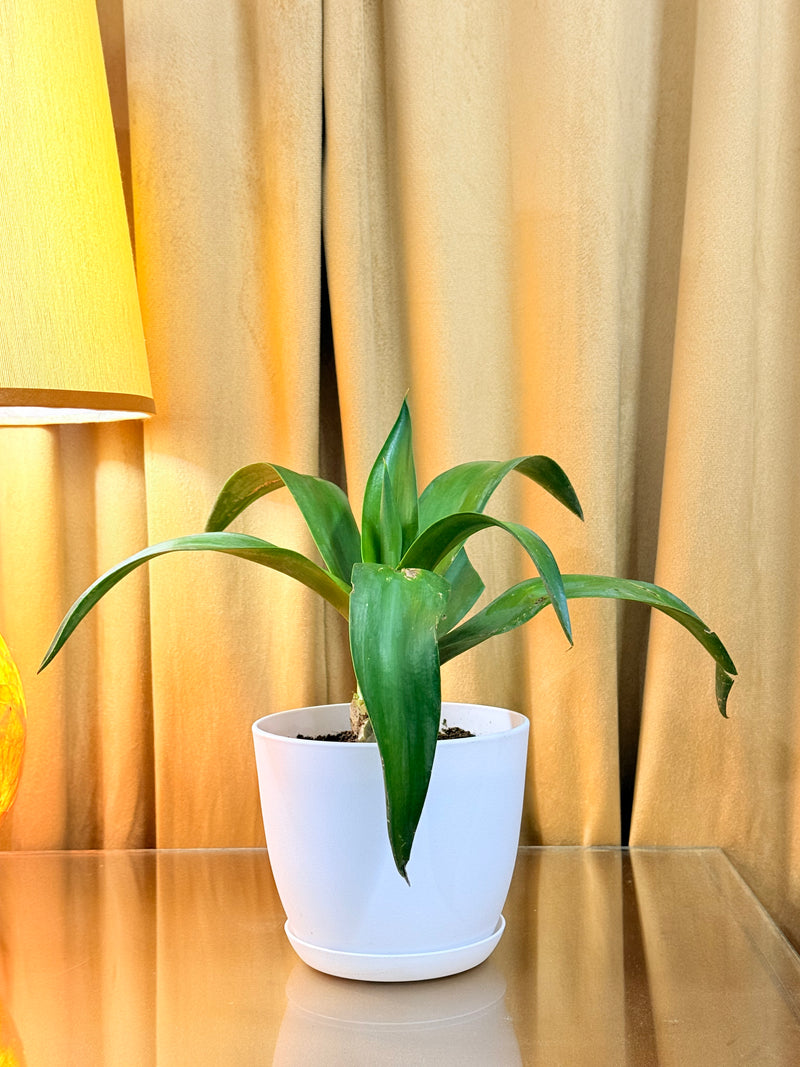 Sansevieria Moonshine Snake Plant With Pot