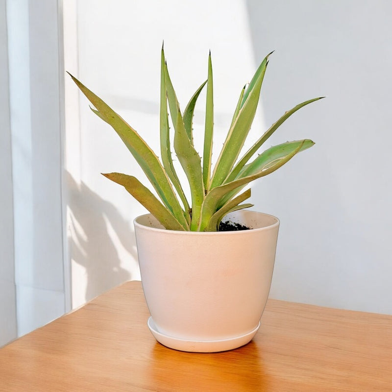 Agave Plant With Pot