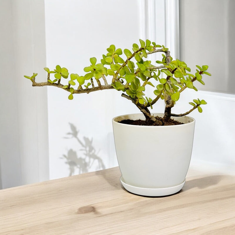 Jade Plant With Pot