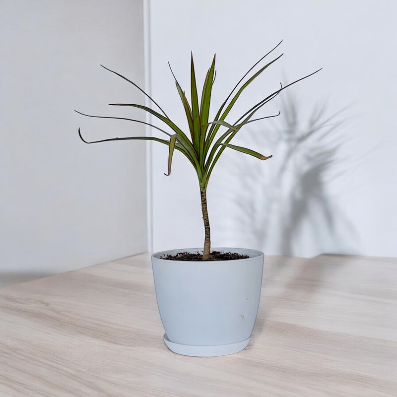 Dracaena Marginata Plant With Pot