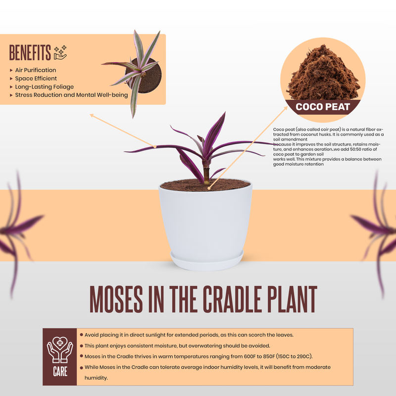 Moses In The Cradle Plant With Pot