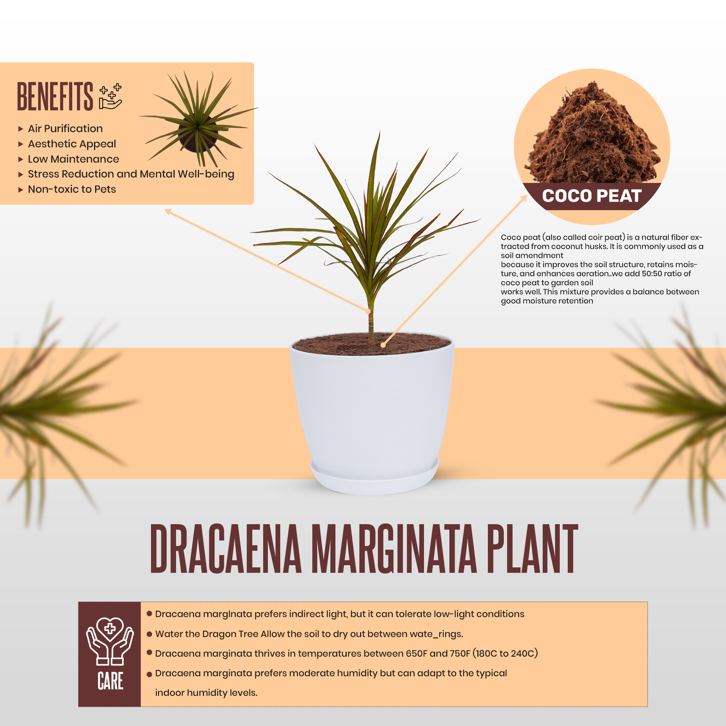 Dracaena Marginata Plant With Pot