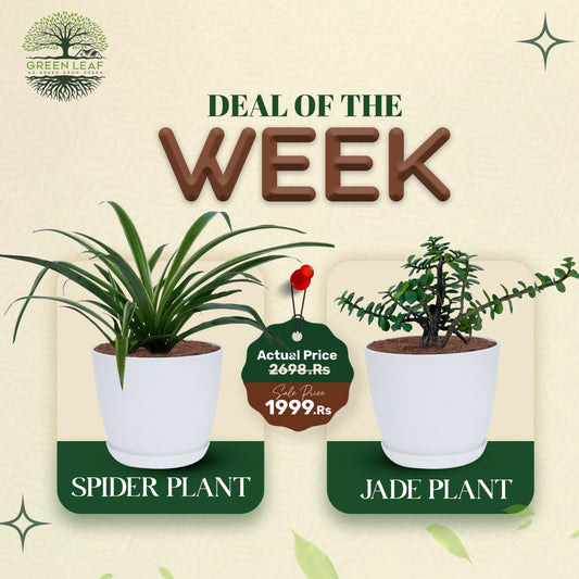 Spider Plant & Jade Plant With Pot