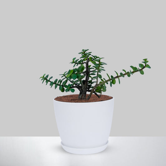 Jade Plant With Pot