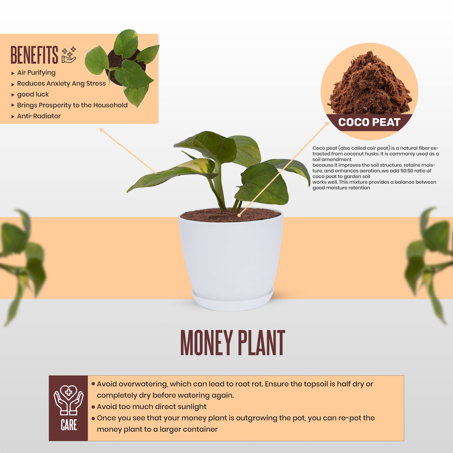 Money plant With Pot